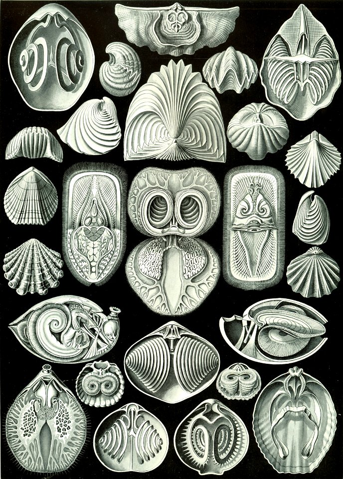 Haeckel Spirobranchia