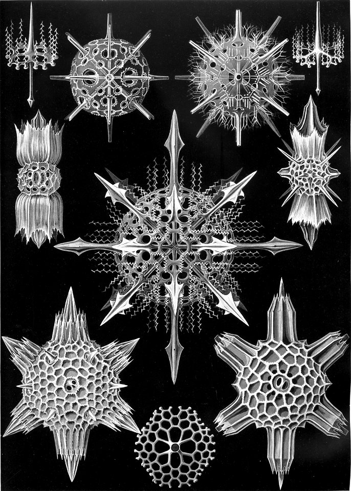 Haeckel Acanthophracta