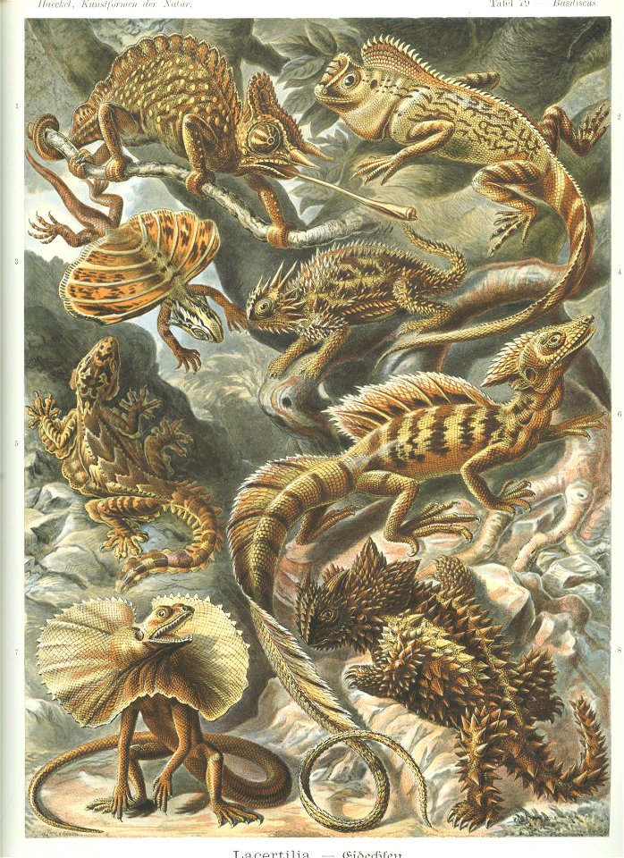 Haeckel Lacertilia labels