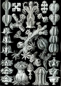 Haeckel Gorgonida