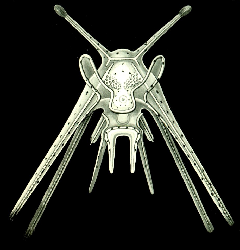 Haeckel Amphoridea-10
