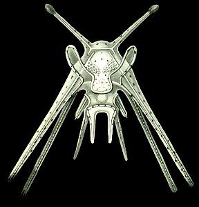 Haeckel Amphoridea-10