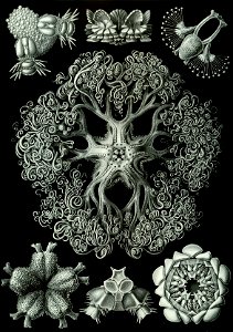Haeckel Ophiodea 70