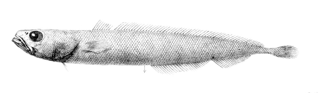Halargyreus johnsonii1