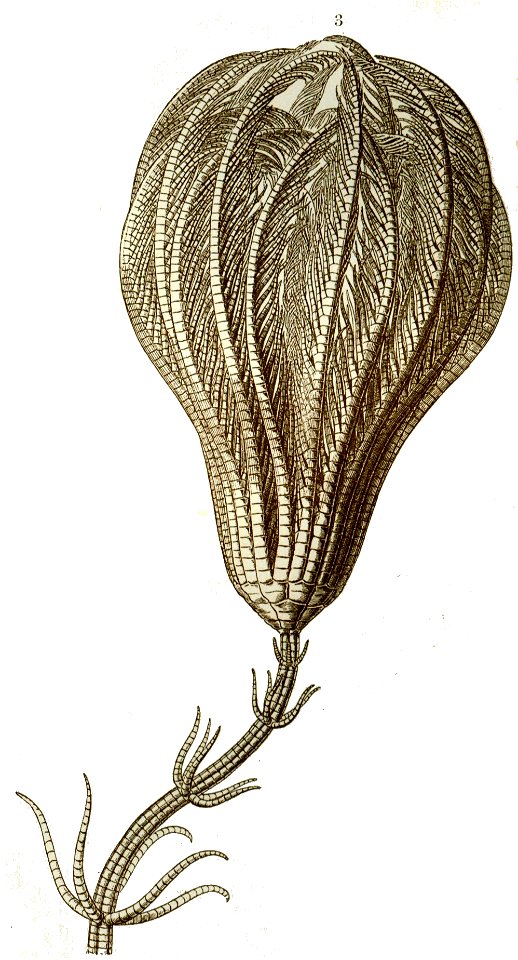 Haeckel Crinoidea 3 Endoxocrinus wyvillethomsoni