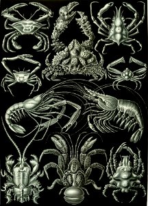 Haeckel Decapoda