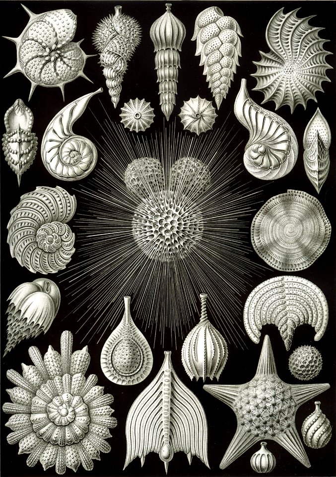 Haeckel Thalamphora