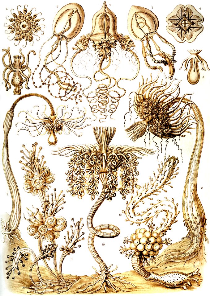 Haeckel Tubulariae