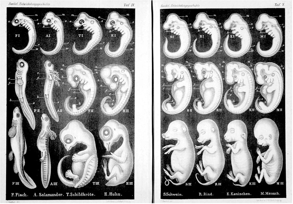 Haeckel Anthropogenie 1874