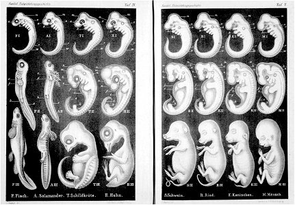 Haeckel Anthropogenie 1874. Free illustration for personal and commercial use.