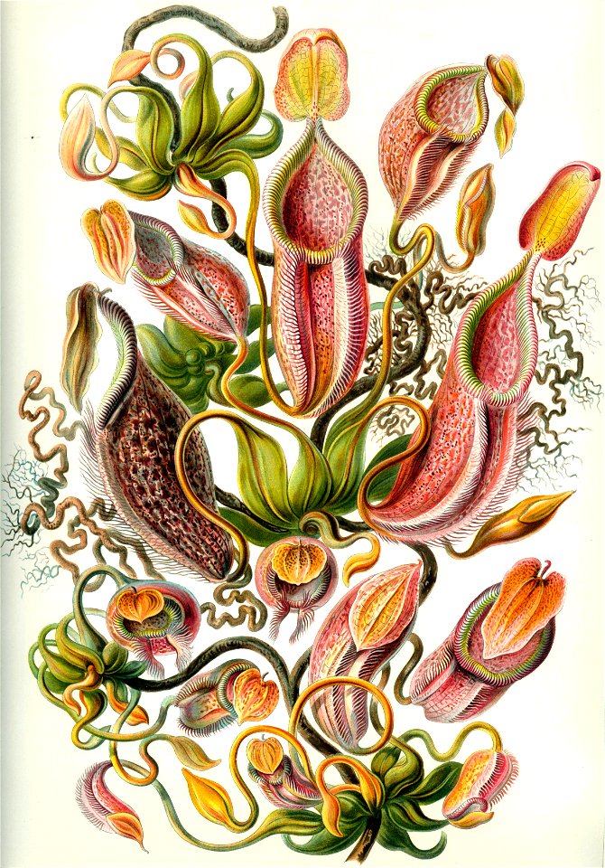 Haeckel Nepenthaceae