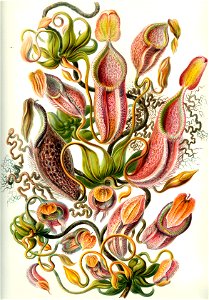 Haeckel Nepenthaceae