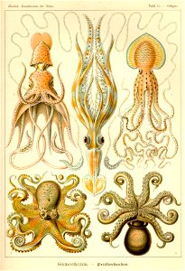 Haeckel Gamochonia Tafel 054 300
