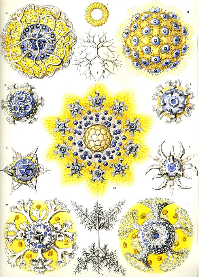 Haeckel Polycyttaria