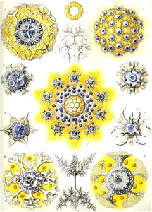 Haeckel Polycyttaria
