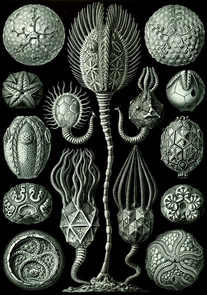 Haeckel Cystoidea