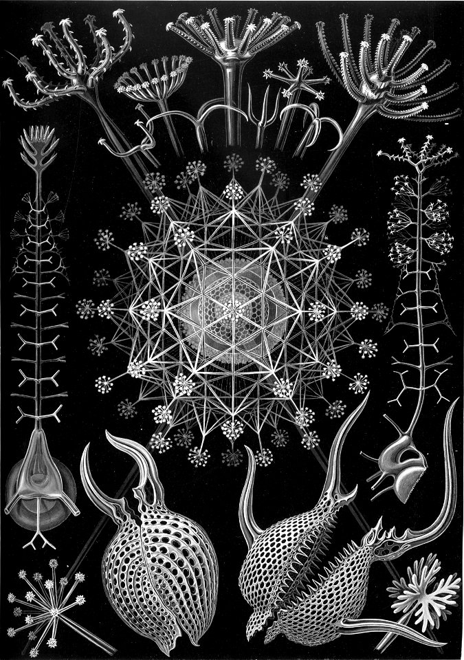 Haeckel Phaeodaria 61