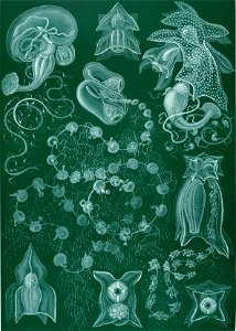 Haeckel Siphonophorae 77