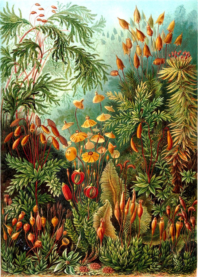 Haeckel Muscinae