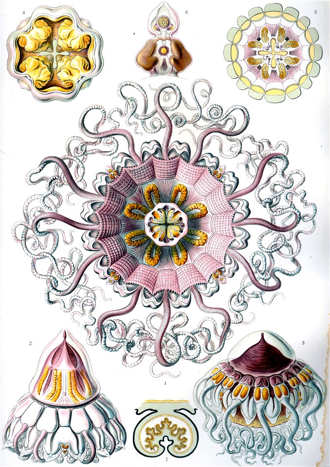 Haeckel Peromedusae