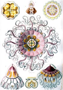 Haeckel Peromedusae