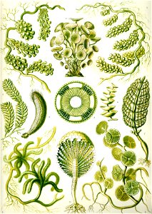 Haeckel Siphoneae