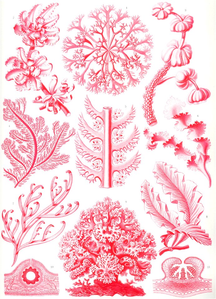 Haeckel Florideae