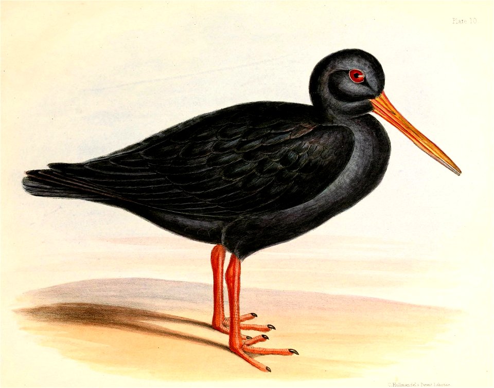 Haematopus unicolor Hullmandel