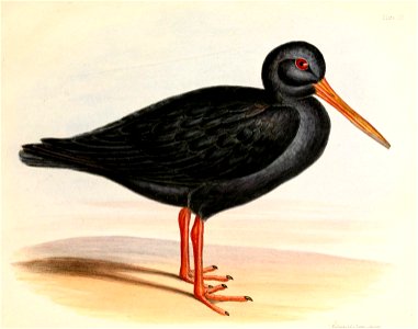 Haematopus unicolor Hullmandel. Free illustration for personal and commercial use.