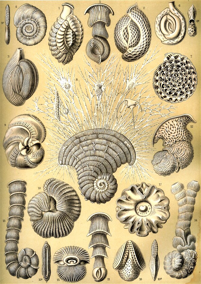 Haeckel Thalamophora 12