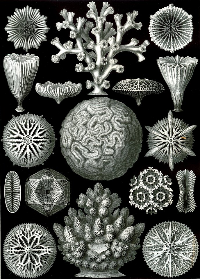 Haeckel Hexacoralla