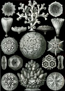 Haeckel Hexacoralla