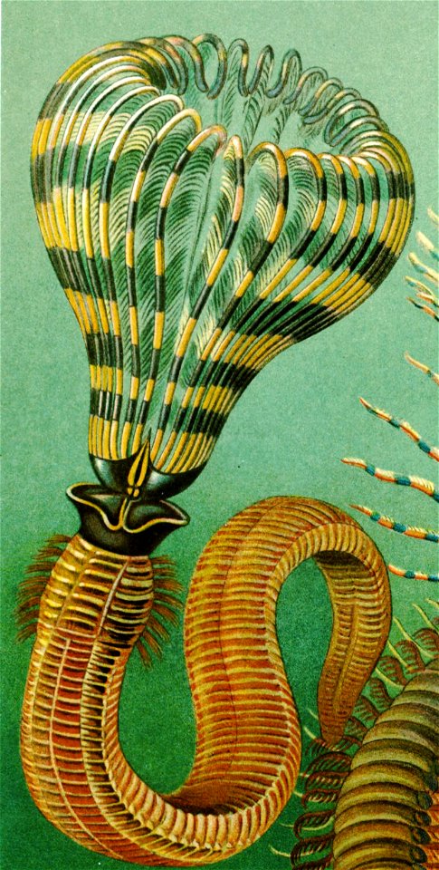 Haeckel Sabellastarte spectabilis-edit
