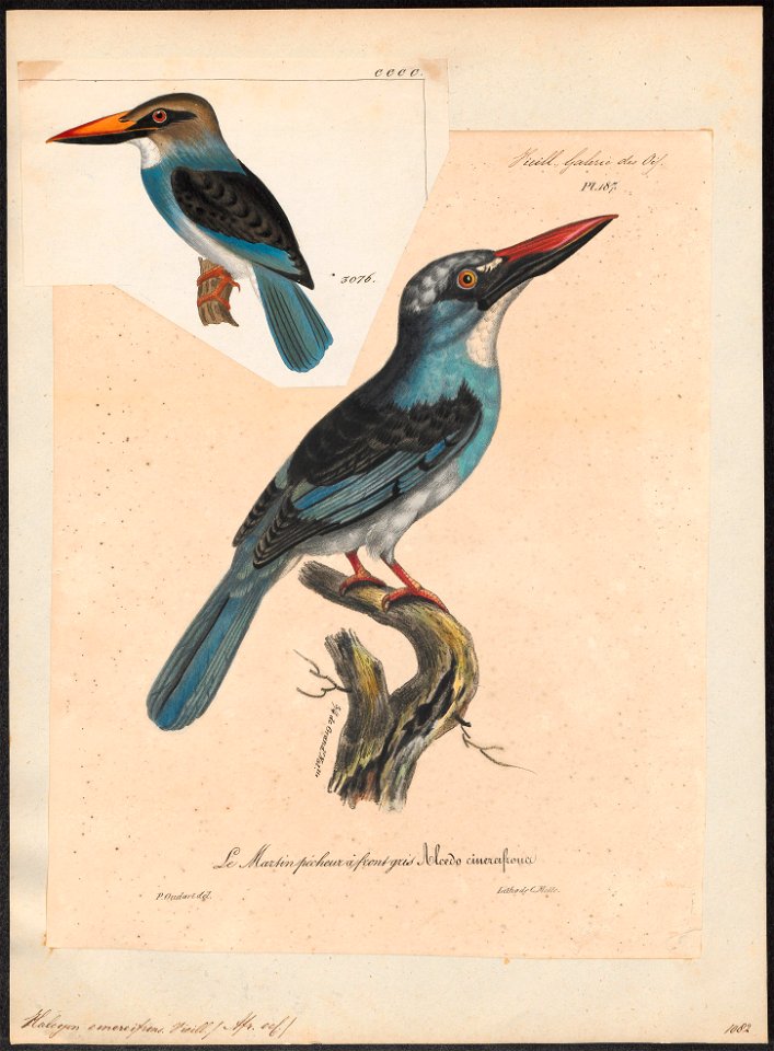 Halcyon cinereifrons - 1825-1834 - Print - Iconographia Zoologica - Special Collections University of Amsterdam - UBA01 IZ16800045