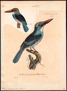 Halcyon cinereifrons - 1825-1834 - Print - Iconographia Zoologica - Special Collections University of Amsterdam - UBA01 IZ16800045