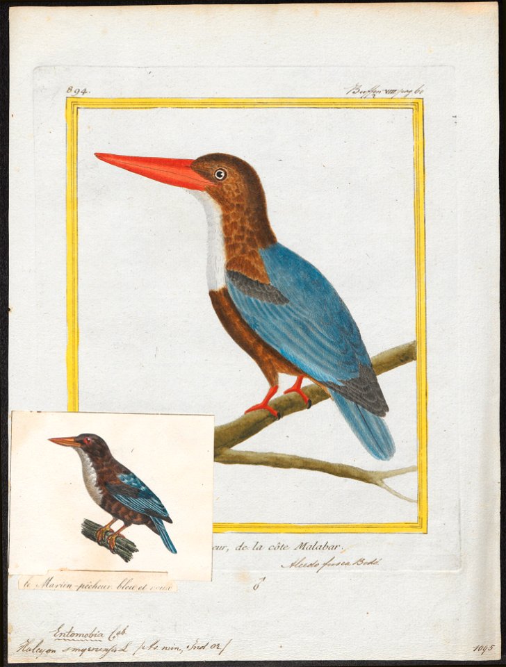 Halcyon smyrnensis - 1700-1880 - Print - Iconographia Zoologica - Special Collections University of Amsterdam - UBA01 IZ16800059