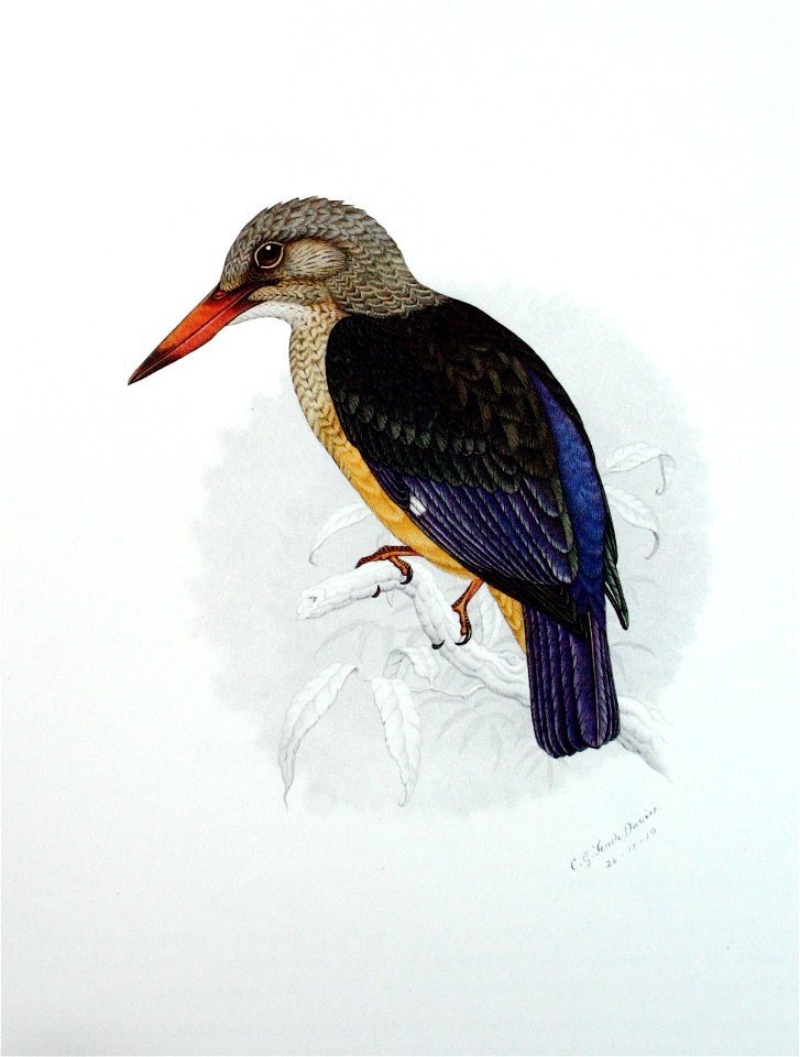 Halcyon leucocephala00