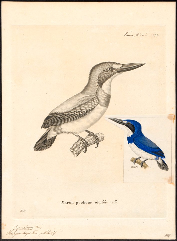 Halcyon diops - - Print - Iconographia Zoologica - Special Collections University of Amsterdam - UBA01 IZ16800115