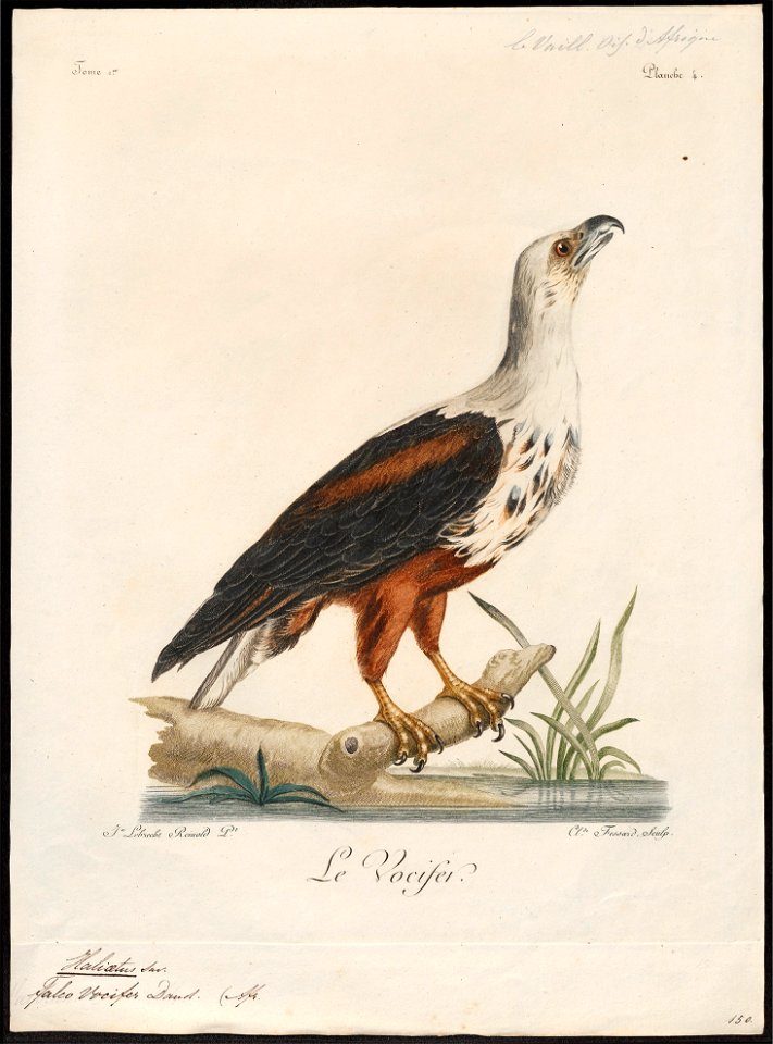 Haliaeëtus vocifer - 1796-1808 - Print - Iconographia Zoologica - Special Collections University of Amsterdam - UBA01 IZ18100337
