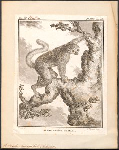 Hadrocebus laniger - 1773-1807 - Print - Iconographia Zoologica - Special Collections University of Amsterdam - UBA01 IZ19700169