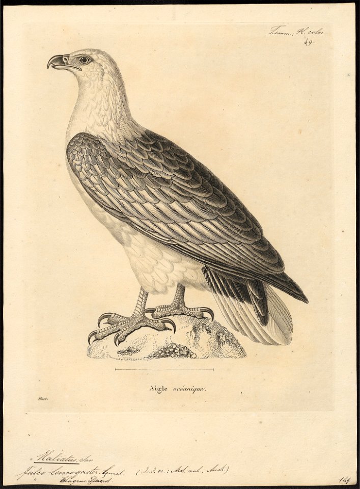 Haliaeëtus leucogaster - 1700-1880 - Print - Iconographia Zoologica - Special Collections University of Amsterdam - UBA01 IZ18100333