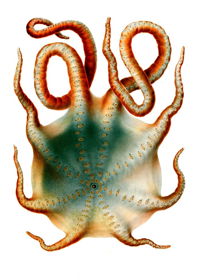Haliphron atlanticus