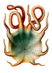 Haliphron atlanticus