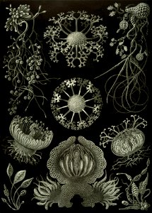 Haeckel Ascomycetes
