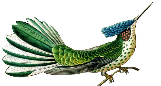 Haeckel - Hylocharis Stokesii