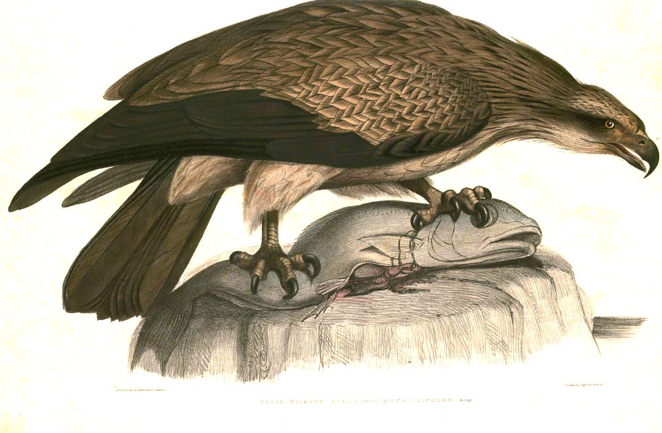 Haliaeetus leucoryphus Hardwicke