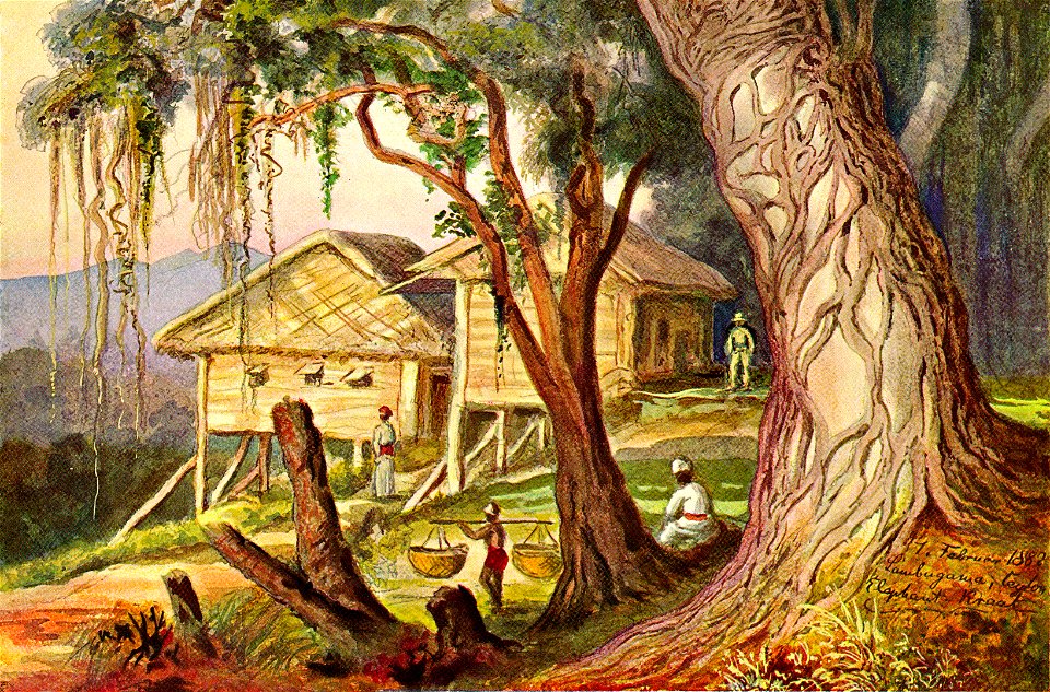 Haeckel 16