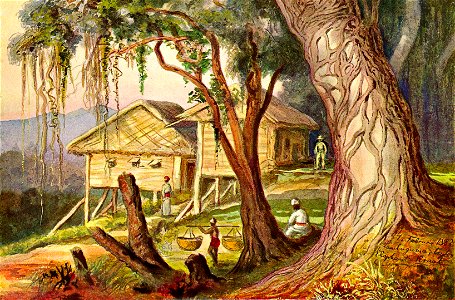 Haeckel 16