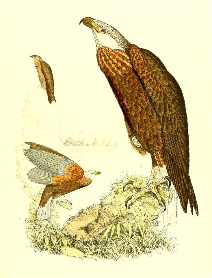Haliaeetus vociferoides 1868 (1)
