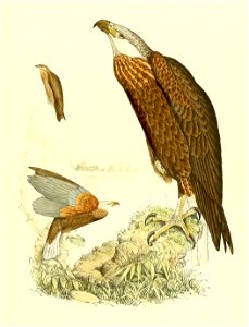 Haliaeetus vociferoides 1868 (1)
